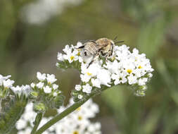 Imagem de Anthophora pulverosa Smith 1854