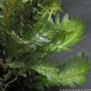 Imagem de Fissidens polypodioides Hedwig 1801