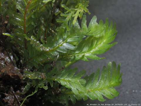 Image of polypody fissidens moss