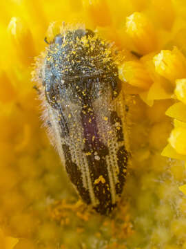 Image of Acmaeodera latiflava Fall 1907