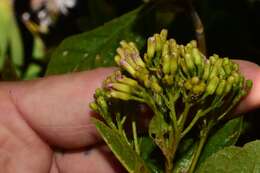 Ageratina illita (Urban) R. King & H. Rob.的圖片