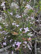 Image of island boronia