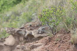 Imagem de Prunus fruticosa Pall.