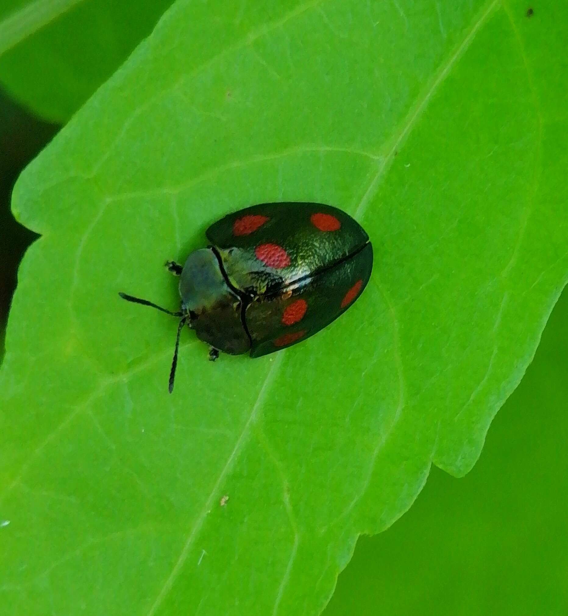 صورة Cyrtonota tristigma (Boheman 1850)