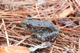 Image de Lithobates capito (Le Conte 1855)