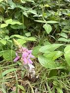 Desmodium intortum (Mill.) Urb. resmi