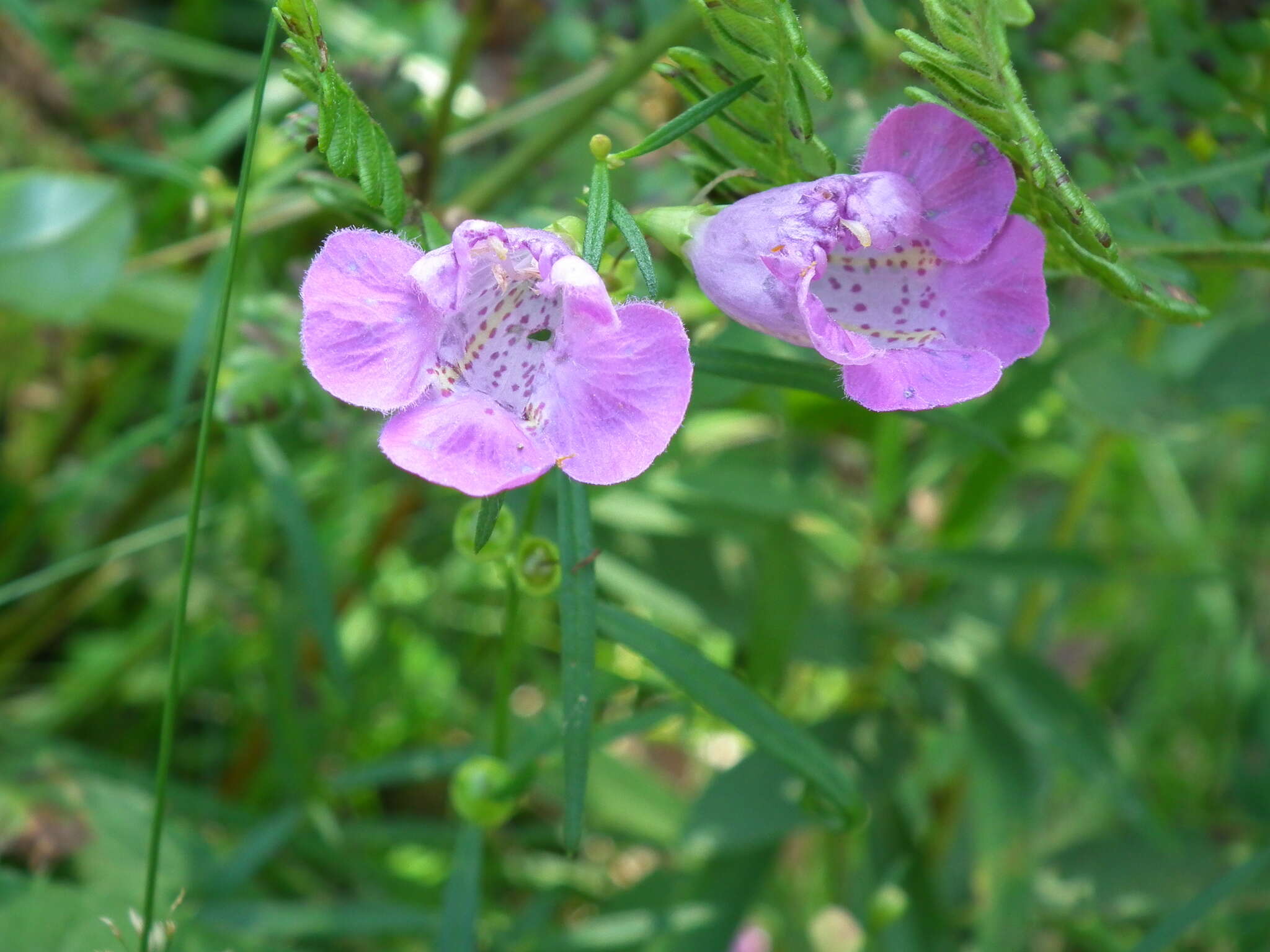 Image of <i>Agalinis <i>purpurea</i></i> var. purpurea