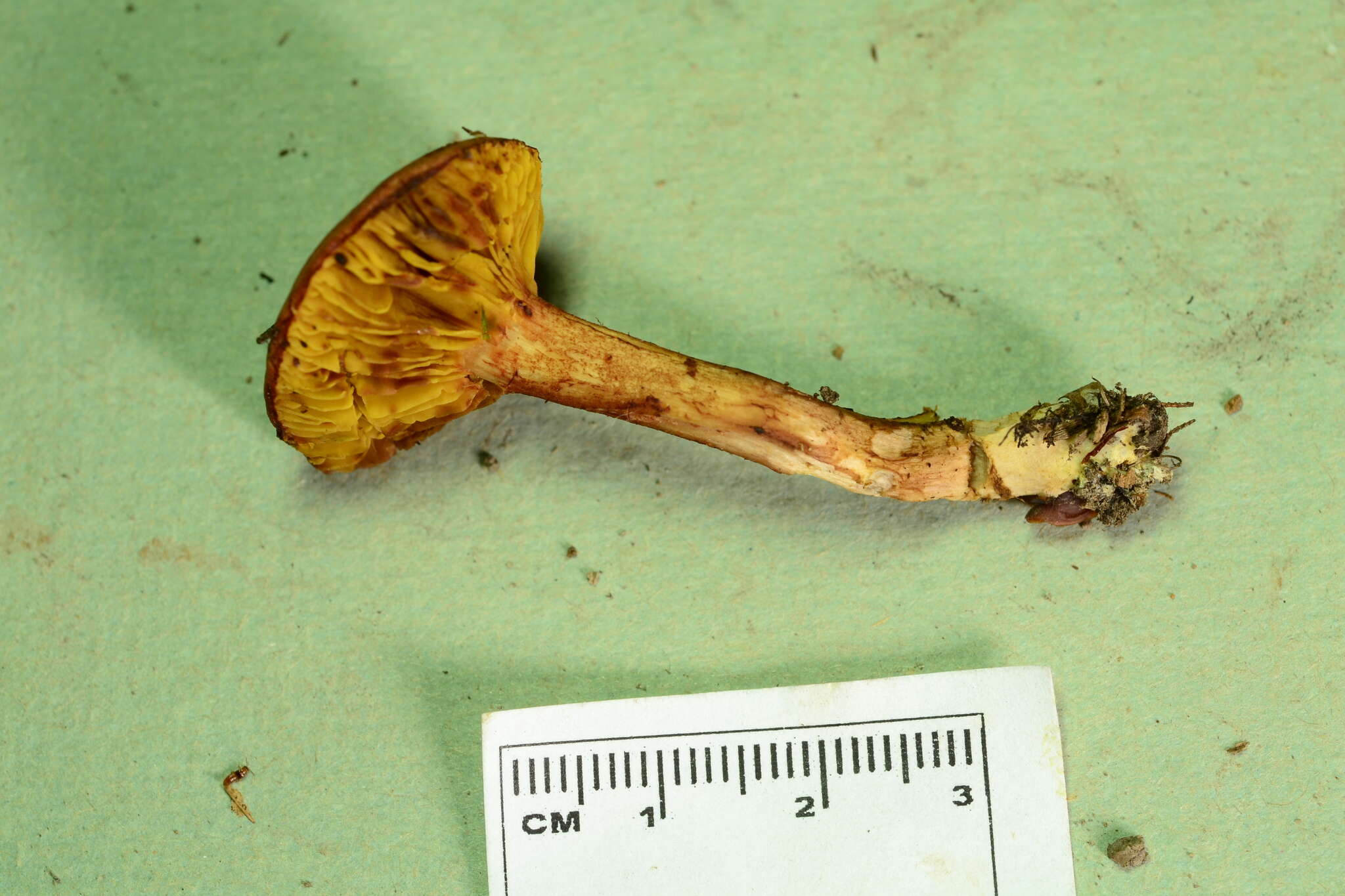 Phylloporus leucomycelinus Singer 1978的圖片