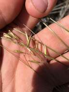 Image of small fescue