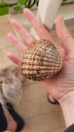 Image of spiny cockle