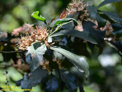 Image de Aidia cochinchinensis Lour.