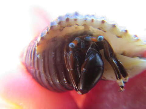 Image of Hawaiian hermit