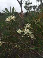 Image of Hakea ruscifolia Labill.