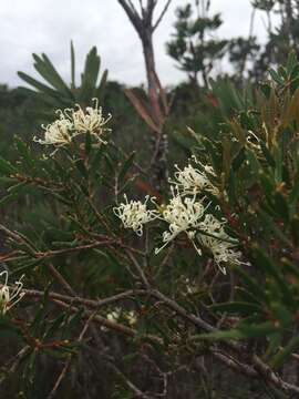 Image of Hakea ruscifolia Labill.