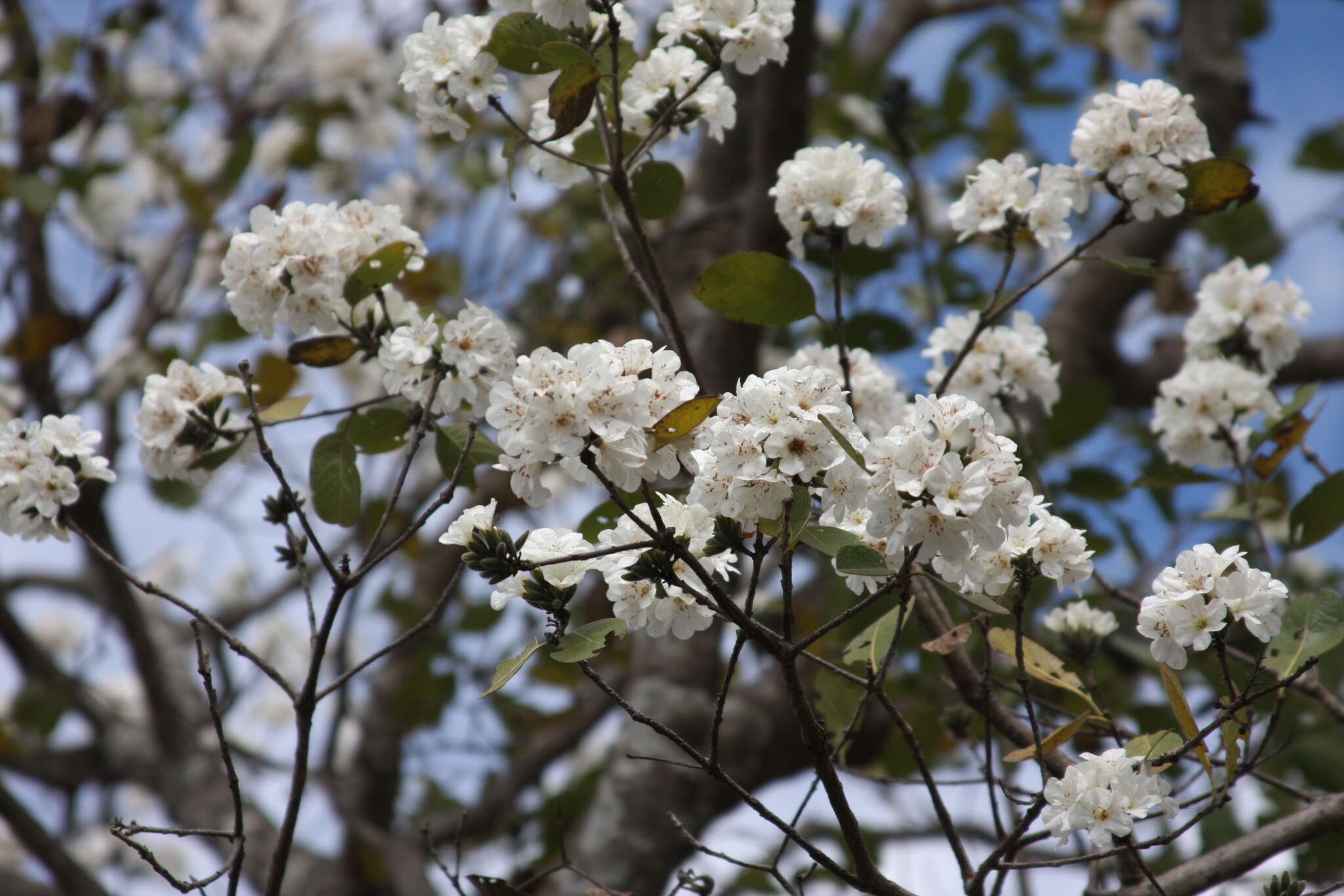 صورة Cordia morelosana Standl.