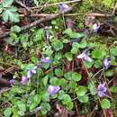 Image of Appalachian violet