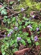 Sivun Viola walteri var. appalachiensis (L. K. Henry) L. E. Mc Kinney ex S. P. Grund & B. L. Isaac kuva