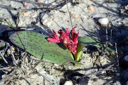 Imagem de Lachenalia callista G. D. Duncan & T. J. Edwards