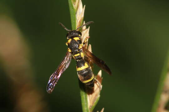 Image of Stenodynerus chinensis