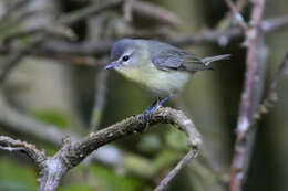 Слика од Vireo philadelphicus (Cassin 1851)