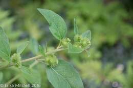 Image of common burdock