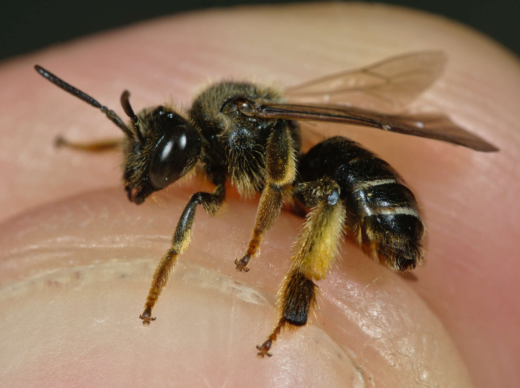 Image of Macropis fulvipes (Fabricius 1804)