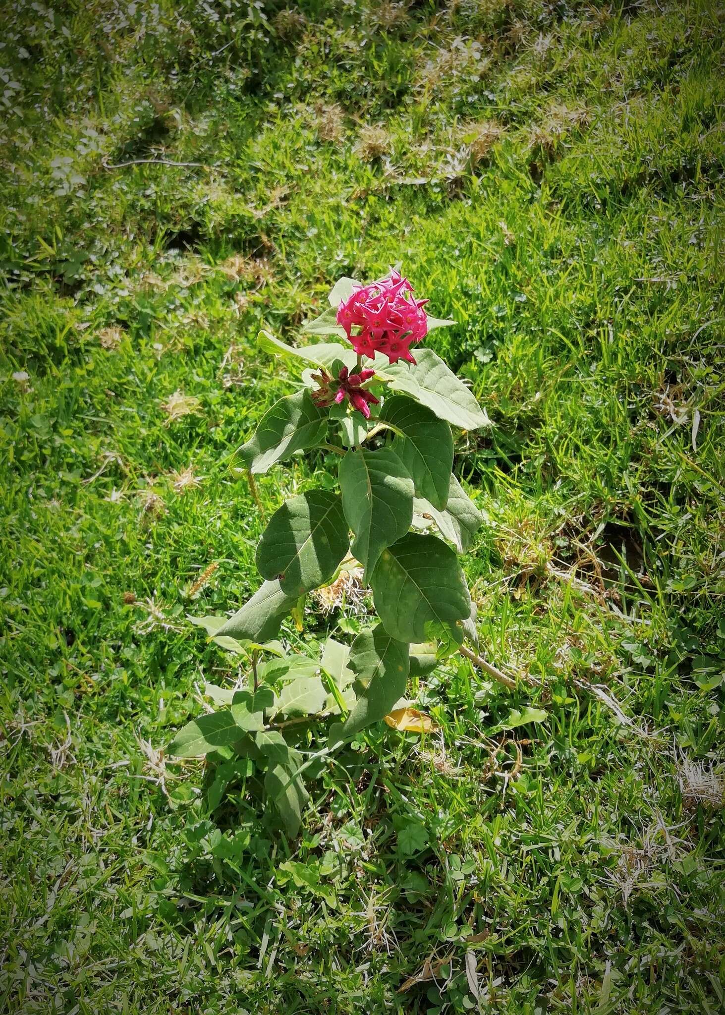 Image of Cestrum roseum Kunth