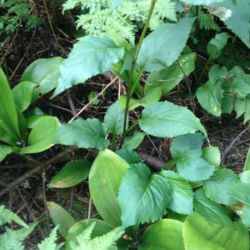 Image of largeleaf goldenrod