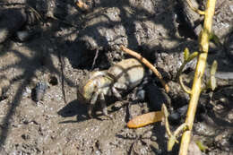 Image of Mexican Fiddler Crab