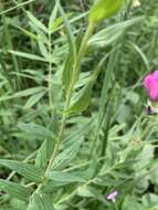 Linum hypericifolium Salisb. resmi