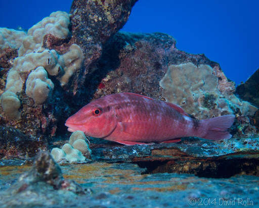 Image of Whitesaddle goatfish