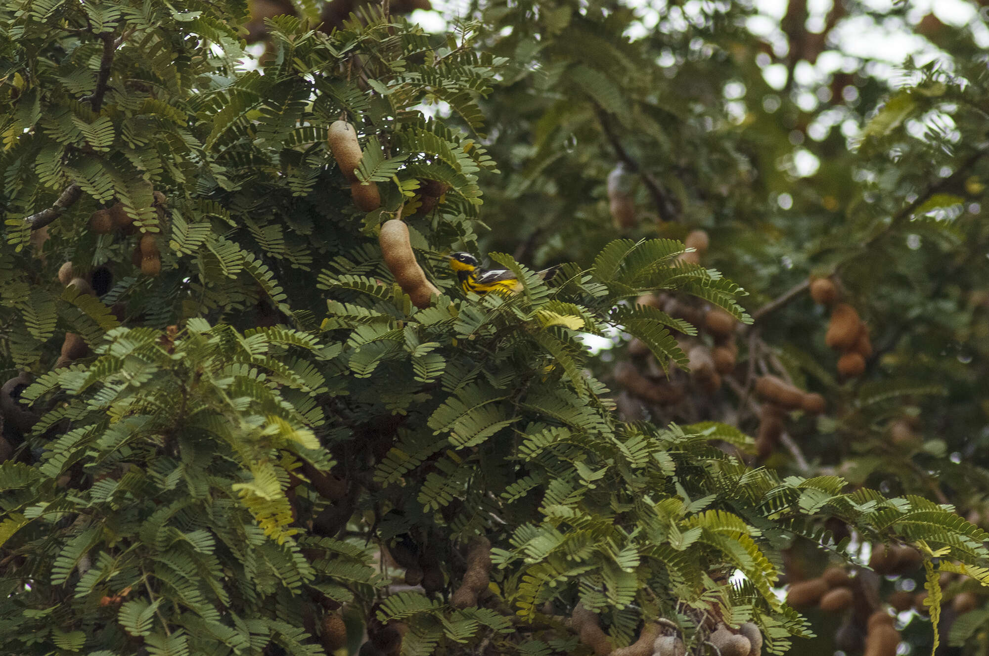 Image of Magnolia Warbler