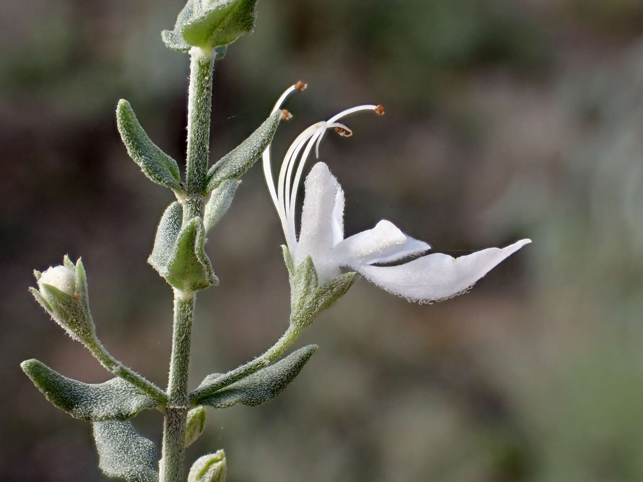 Image of Teucrium racemosum R. Br.