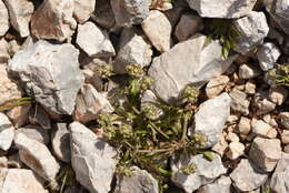 Image of Valerianella discoidea (L.) Loisel.