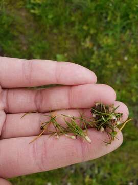 Image of Bolander's quillwort