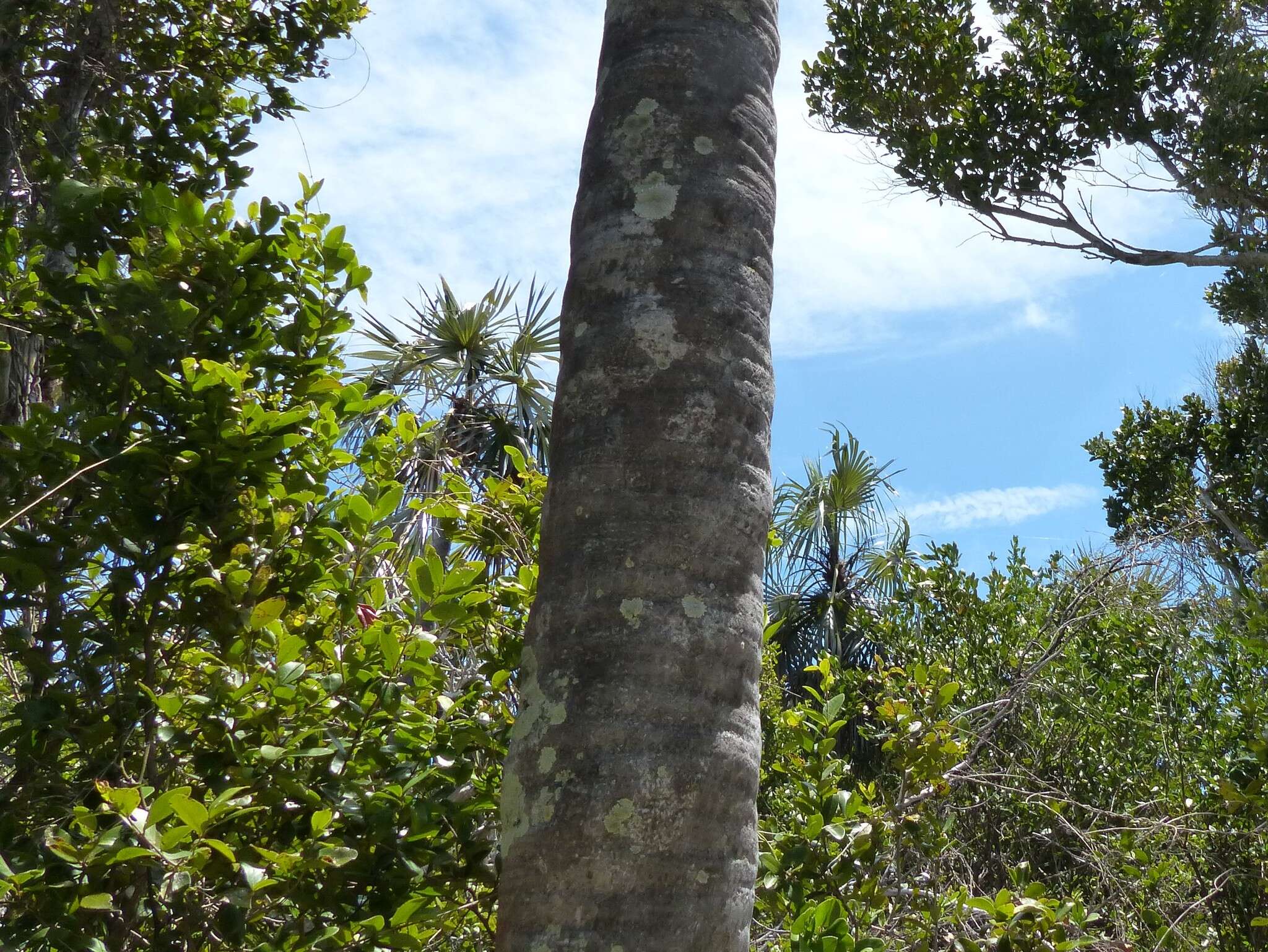 Image of Florida silver palm