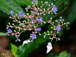 Imagem de Hydrangea densifolia (C. F. Wei) Y. De Smet & Granados