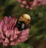 Sivun Anthophora montana Cresson 1869 kuva