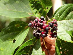 Image of Clerodendrum longiflorum var. glabrum Munir