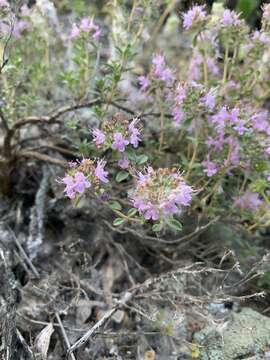 Image of Thymus guberlinensis Iljin