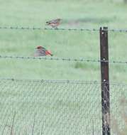 Image of Crimson Chat