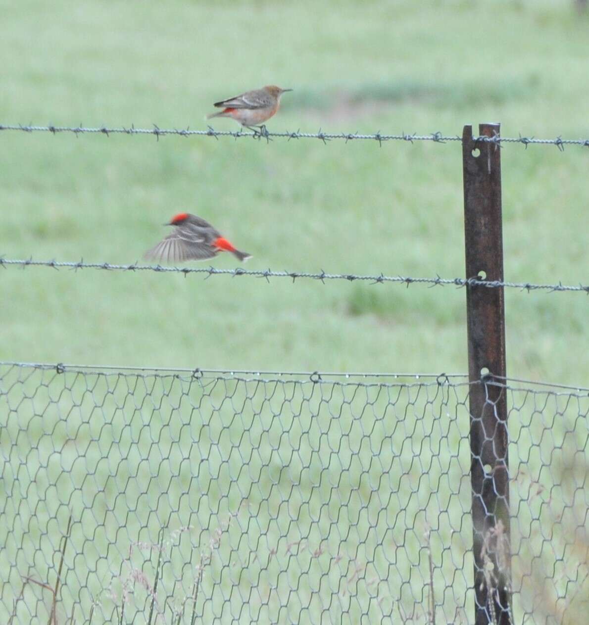 Image of Crimson Chat