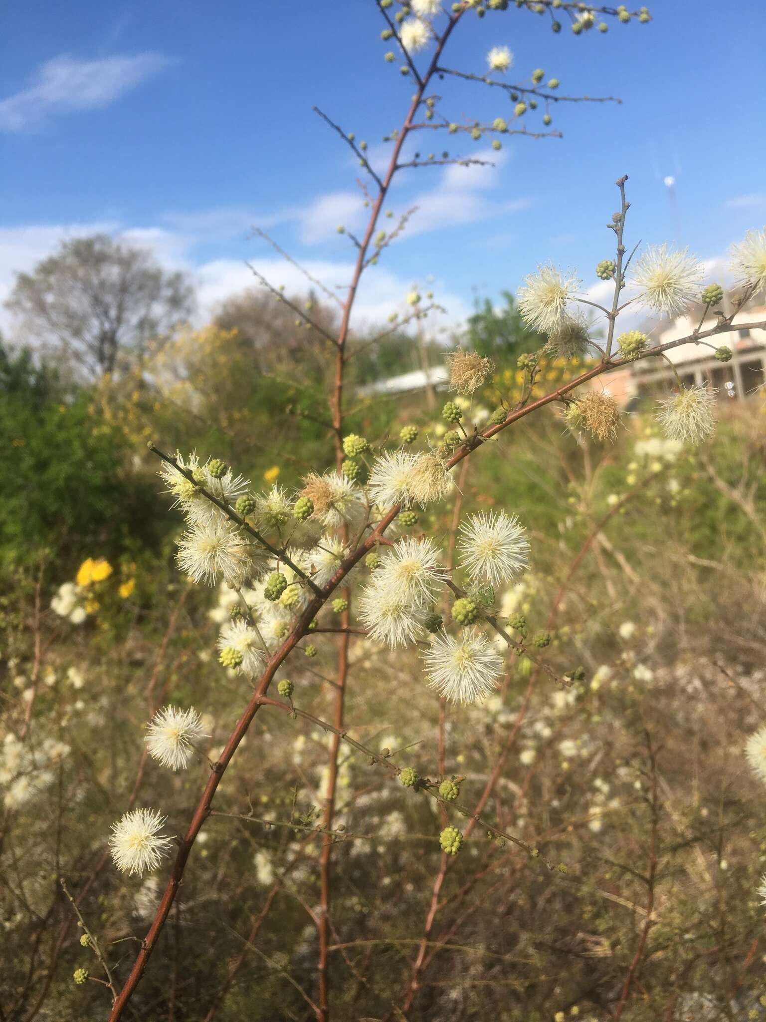 صورة Mimosa farinosa Griseb.