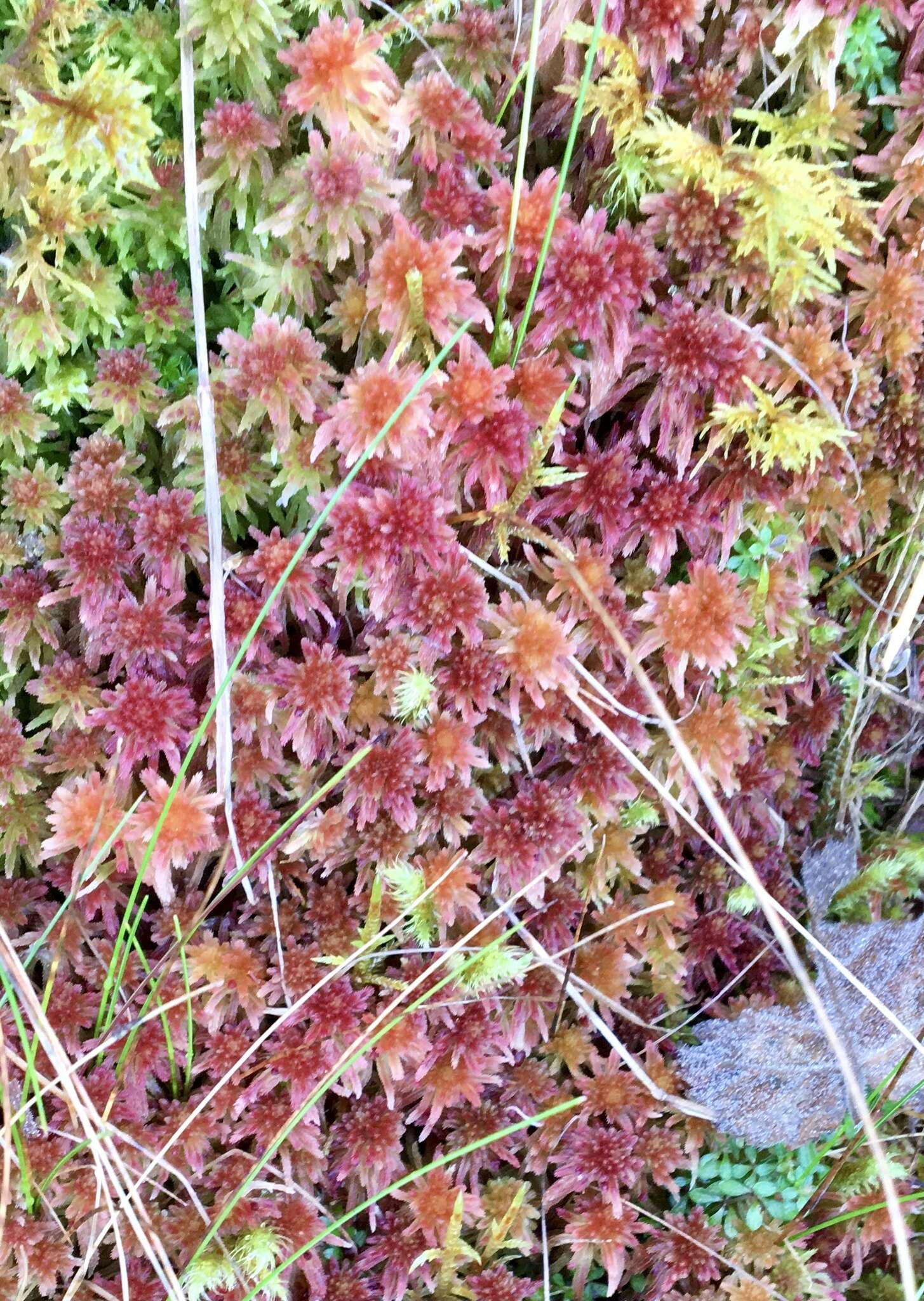 Imagem de Sphagnum quinquefarium Warnstorf 1886