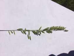 Image of threeflower melicgrass