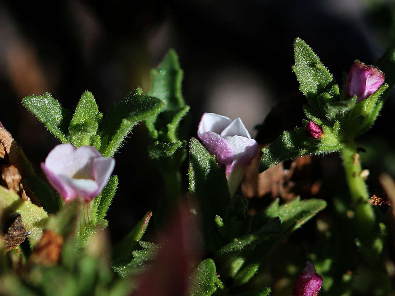 Image de Gratiola pubescens R. Br.