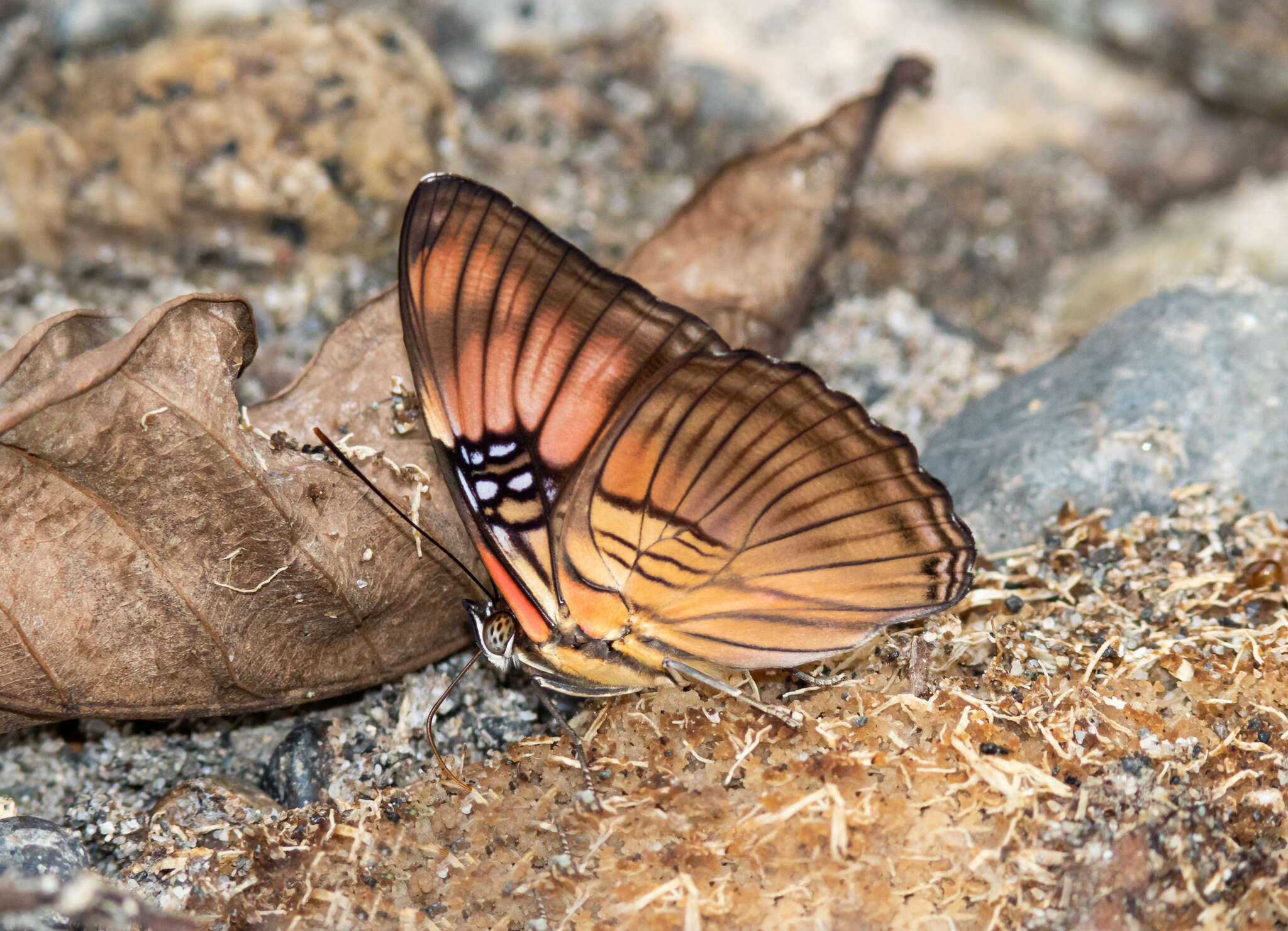 Imagem de <i>Adelpha mesentina</i>