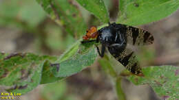 Image of Prosthiochaeta bifasciata Hara 1987