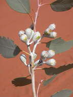 Image of Eucalyptus canescens subsp. canescens