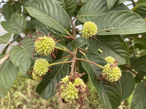 Image of Cephalanthus tetrandra (Roxb.) Ridsdale & Bakh. fil.